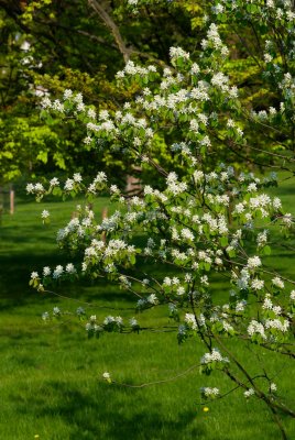 Amelanchier alnifolia - muchovník olšolistý - celek v květu
